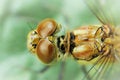 Free Dragonfly Surveillance Stock Images - 1609324