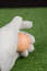 Free Picture Of A Golf Gloved Hand Royalty Free Stock Photos - 1603318