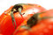 Free Fresh Ripe Tomatoes Stock Photography - 1605592