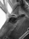 Free Look. Black And White Photograph. Royalty Free Stock Photos - 16053838