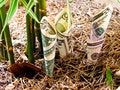 Free Growth Of The Money. Stock Images - 16079184