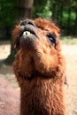Free Lama Royalty Free Stock Photography - 1611057