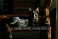 Free Black Cat Black Chair Royalty Free Stock Photo - 1618125