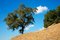 Free Tree Silhouette Royalty Free Stock Photography - 1619557