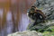 Free Duckling Hesitation Royalty Free Stock Photo - 1619885