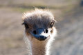 Free Close Up Of An Ostrich Royalty Free Stock Images - 1620669
