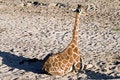 Free Sitting In Sand Stock Photos - 1620693