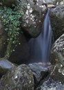 Free Ivy Falls Stock Photo - 1621200