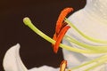 Free Oriental Lily Stock Photos - 1621253