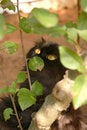 Free Cat And Tree Stock Photos - 1622393