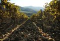 Free Vineyard Stock Photography - 1623022
