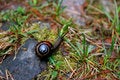 Free Common Garden Snail Stock Photo - 1623650