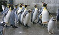 Free King Penguin 3 Stock Photos - 1623833