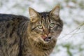 Free Cat Royalty Free Stock Image - 1625366
