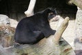 Free Spectacled Bear 4 Stock Photography - 1629552