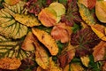 Free Leafs Stock Photos - 16203803