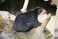 Free Spectacled Bear 5 Stock Photography - 1632052