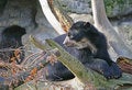 Free Spectacled Bear 6 Stock Photo - 1632090