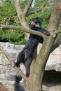 Free Spectacled Bear 11 Royalty Free Stock Image - 1633256
