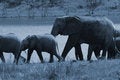 Free Full Moon Elephant Herd. Stock Photography - 1633792