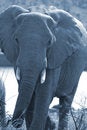 Free Full Moon Elephant. Royalty Free Stock Image - 1633836