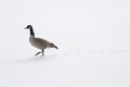 Free Wandering Long Goose Stock Photos - 1634923