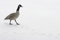 Free Wandering Goose Royalty Free Stock Image - 1634956