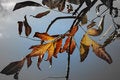 Free Stock Image Of Autumn Tree Stock Images - 1639894