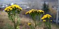 Free Stock Photo Of Tansy Tanacetum Vulgare Royalty Free Stock Photography - 1639897