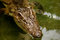 Free Crocodile Royalty Free Stock Images - 1630729