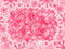 Free Crimson Background With Snowflakes Stock Photos - 1631113