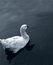 Free Duck Royalty Free Stock Photos - 1631138
