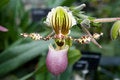 Free Paphiopedilum Victoria Regina Orchid Royalty Free Stock Photo - 1641405