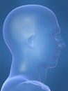 Free Human Male Shape Royalty Free Stock Images - 1642079