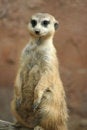 Free Meerkat Royalty Free Stock Images - 1643479