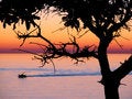 Free Tree Silhouette Stock Photo - 1645000