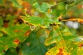 Free Dew-drop In Green Royalty Free Stock Photos - 1646488