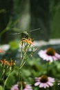 Free Ruby-Throated Hummingbird Stock Images - 1649094