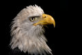 Free Eagle Portrait Royalty Free Stock Photos - 1649198