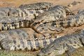 Free Crocodiles Everywhere Stock Photos - 1649283