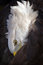 Free American Bald Eagle (Haliaeetus Leucocephalus) Preens Royalty Free Stock Image - 1642666