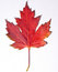 Free Red Leaf Royalty Free Stock Photo - 16447655