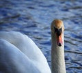 Free White Swan Facing Forwards Stock Photo - 1650360