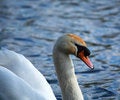 Free White Swan Side On Stock Images - 1650394