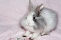 Free The Royal Lion S Rabbit Royalty Free Stock Photo - 1653415