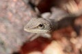 Free Watchful Lizard Stock Photo - 1653890