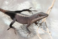 Free Small Lizard Stock Photos - 1653943