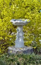 Free Bird Bath On Yellow Royalty Free Stock Image - 1654626