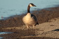 Free Canada Goose Stock Images - 1654994