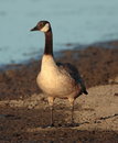 Free Canada Goose Royalty Free Stock Image - 1654996